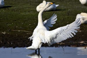 白鳥羽搏き三態（2）.jpg | GANREF