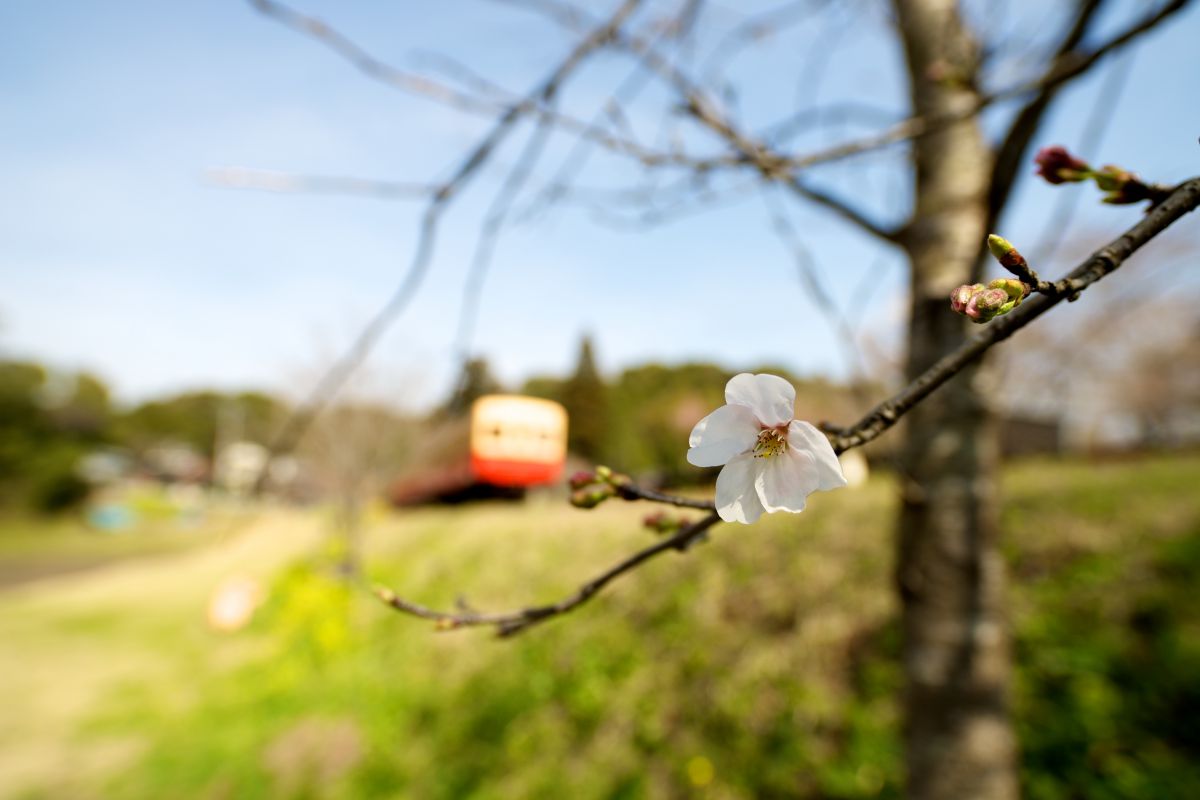 桜一輪 植物 花 花びら Ganref