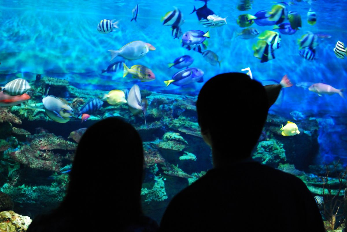 水族館でデート 人物 カップル 夫婦 Ganref 水族館でデート 人物 カップル 夫婦 Ganref
