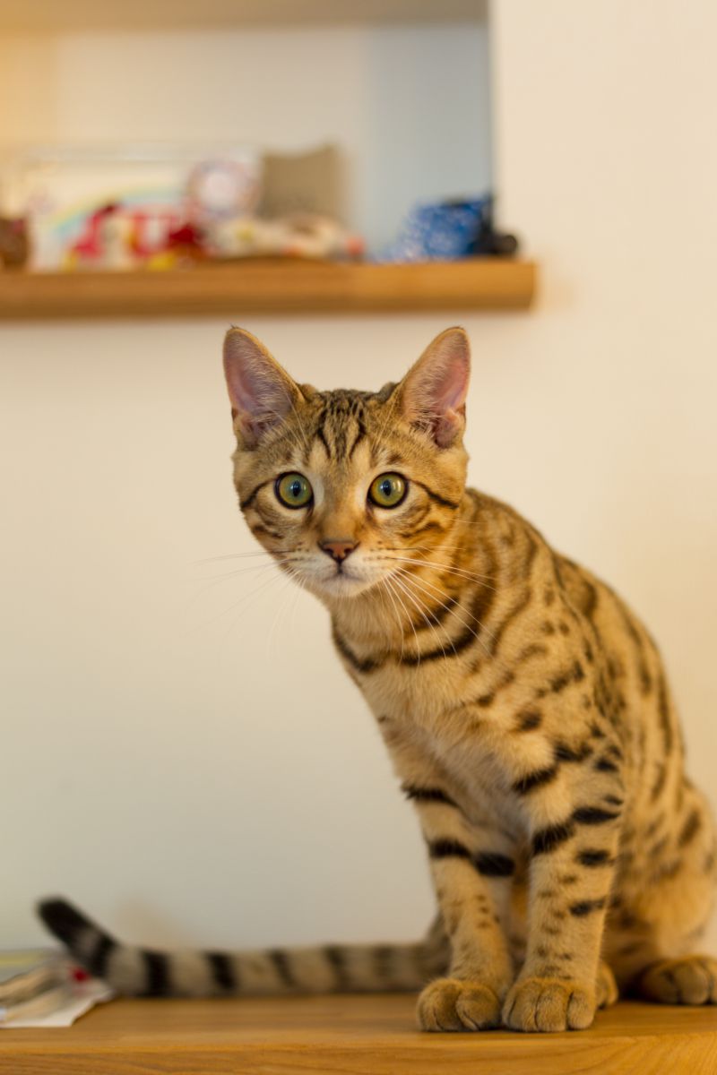 好奇心たくさんで覗き込む 動物 猫 Ganref