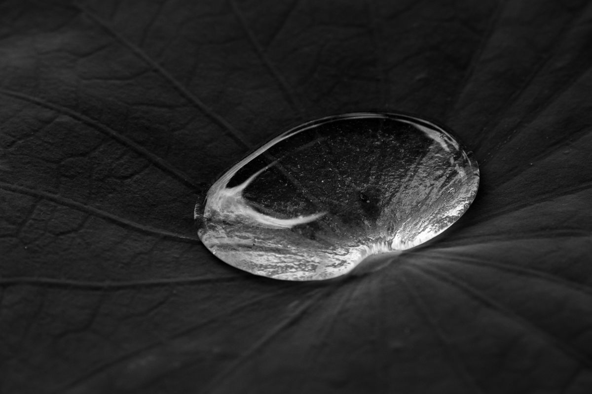 Cosmos 自然 風景 水辺 Ganref