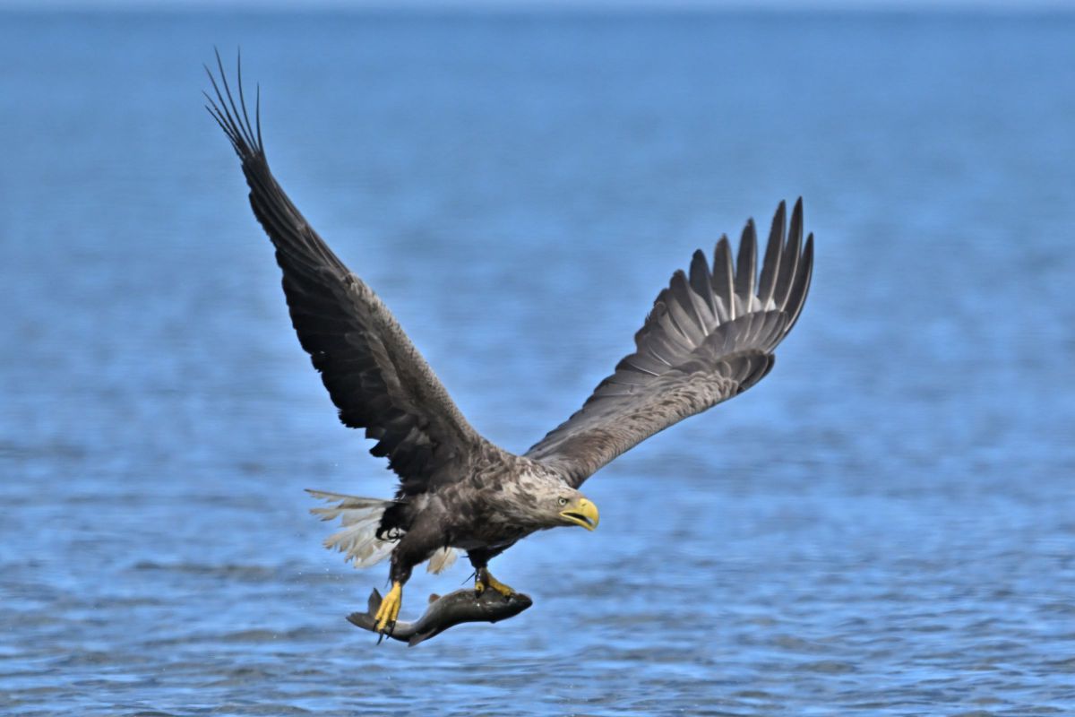 NIKKOR Z 180-600mm f/5.6-6.3 VRで撮影された写真 | 写真検索 | GANREF