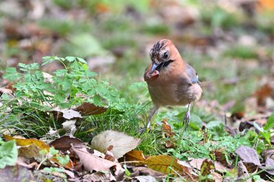 アブドーラ・ザ・ブッチャー？ | GANREF