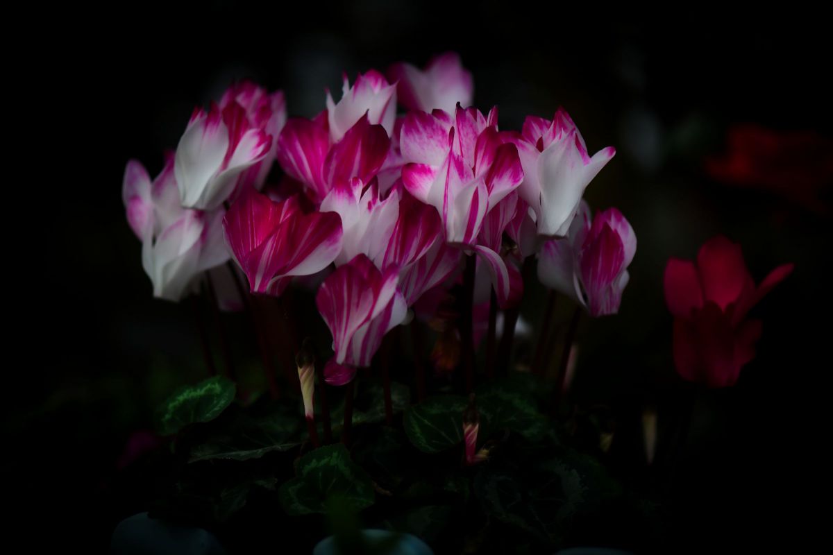 シクラメン GANREF