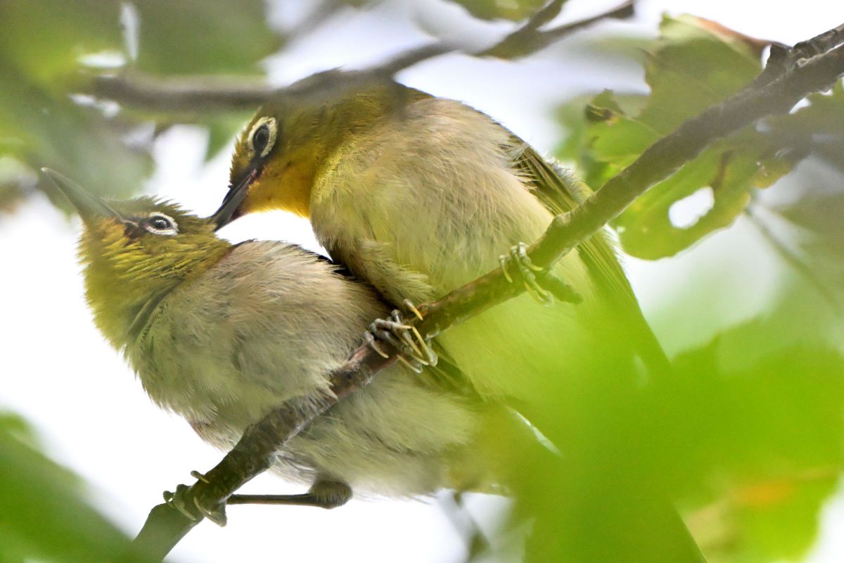 NIKKOR Z 180-600mm f/5.6-6.3 VRで撮影された写真 | 写真検索 | GANREF