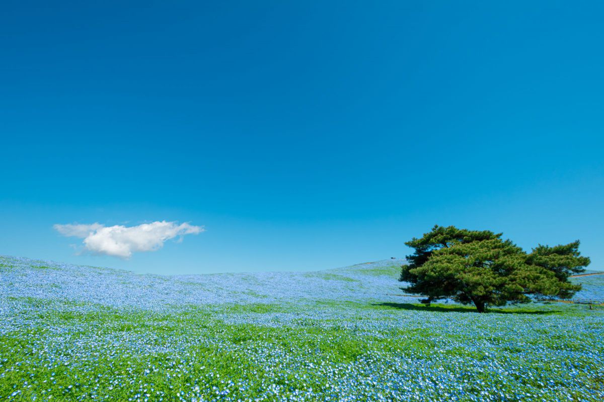 Ai AF-S Zoom-Nikkor 17-35mm f/2.8D IF-EDで撮影された写真 | 写真 Ai AF-S Zoom-Nikkor 17-35mm f/2.8D IF-EDで撮影された写真 | 写真