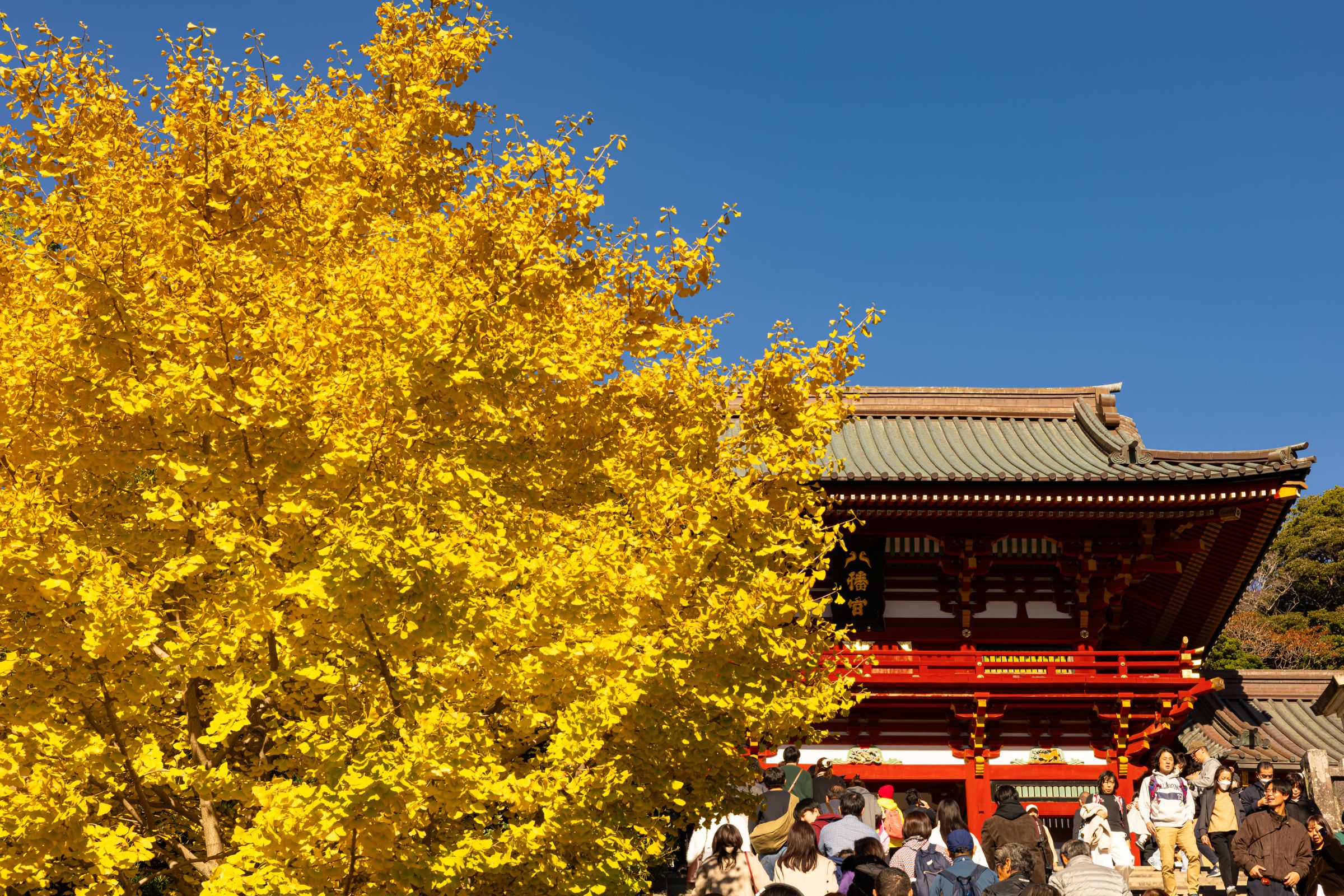 鶴岡 八幡宮 大 銀杏