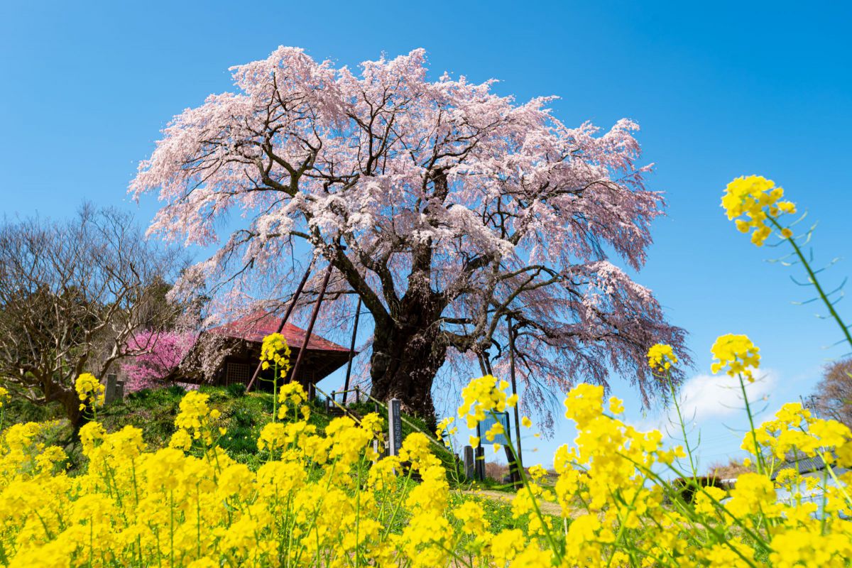Ai AF-S Zoom-Nikkor 17-35mm f/2.8D IF-EDで撮影された写真 | 写真