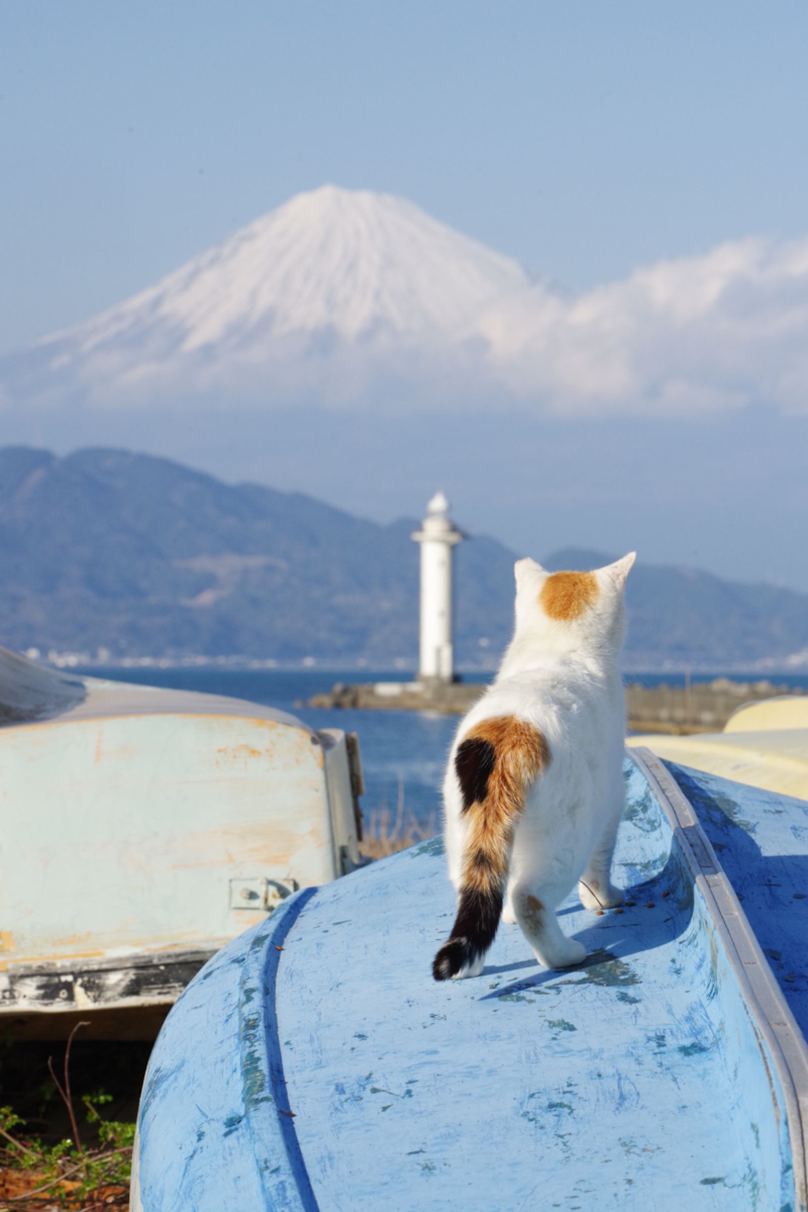 富士山を眺める三毛 | GANREF