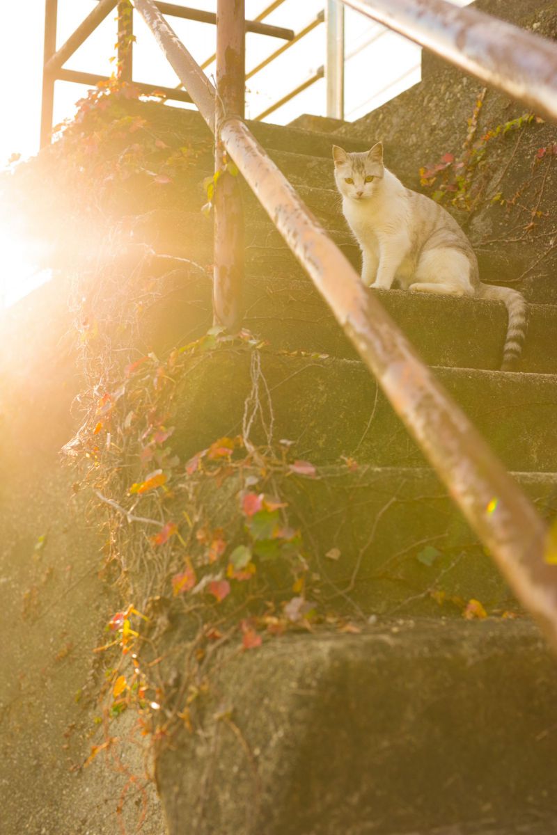 階段の猫 動物 猫 Ganref