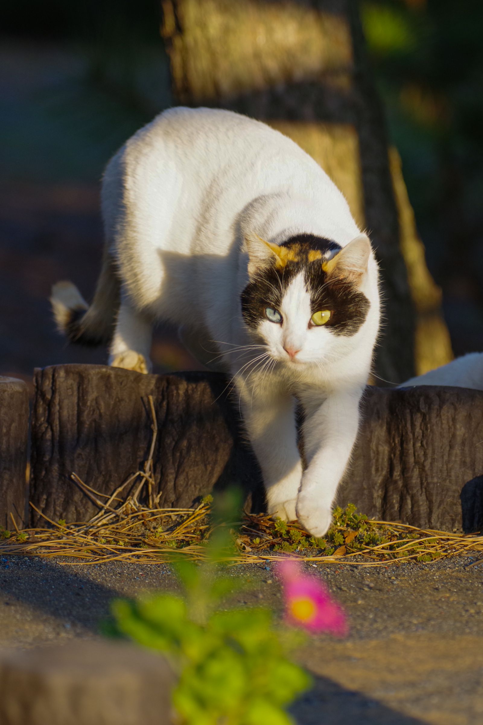 オッドアイの三毛猫 | GANREF