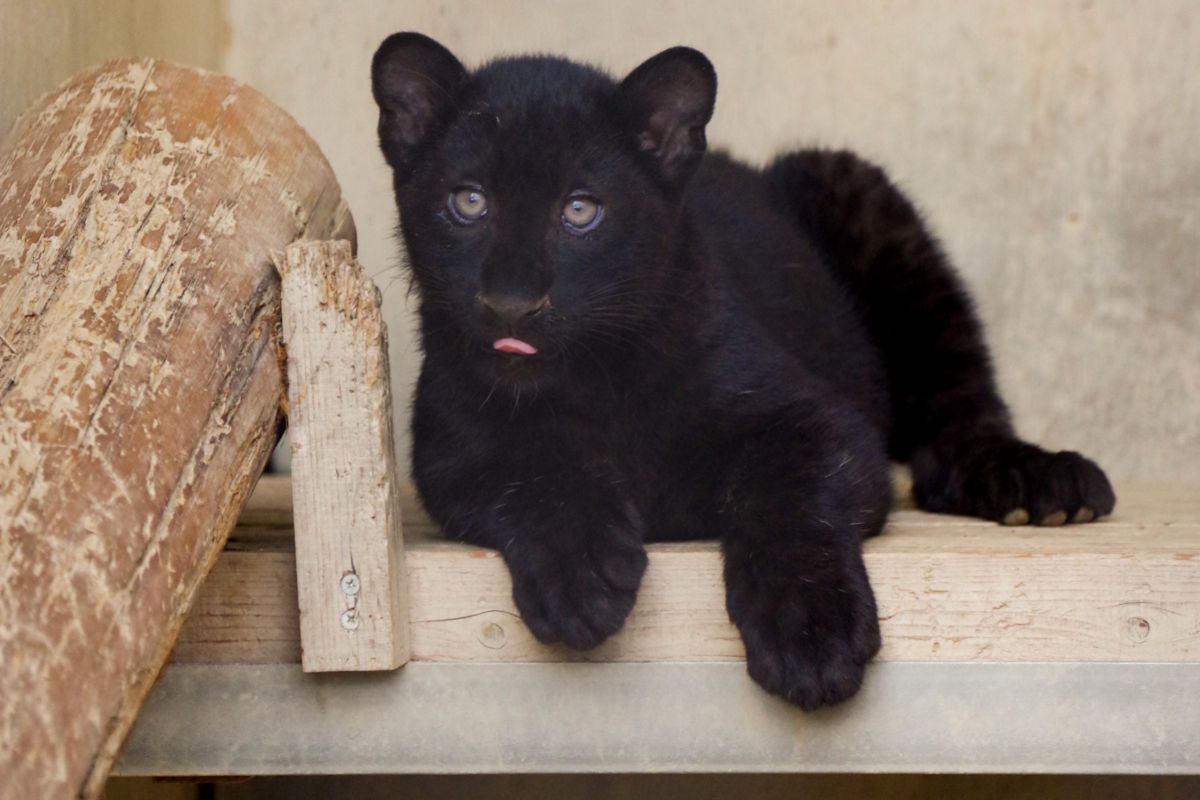 クロヒョウの赤ちゃん 名前はまだない 動物 その他の陸の生物 Ganref