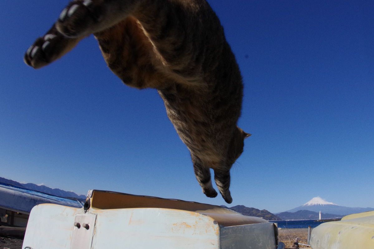富士山ジャンプ 動物 猫 Ganref