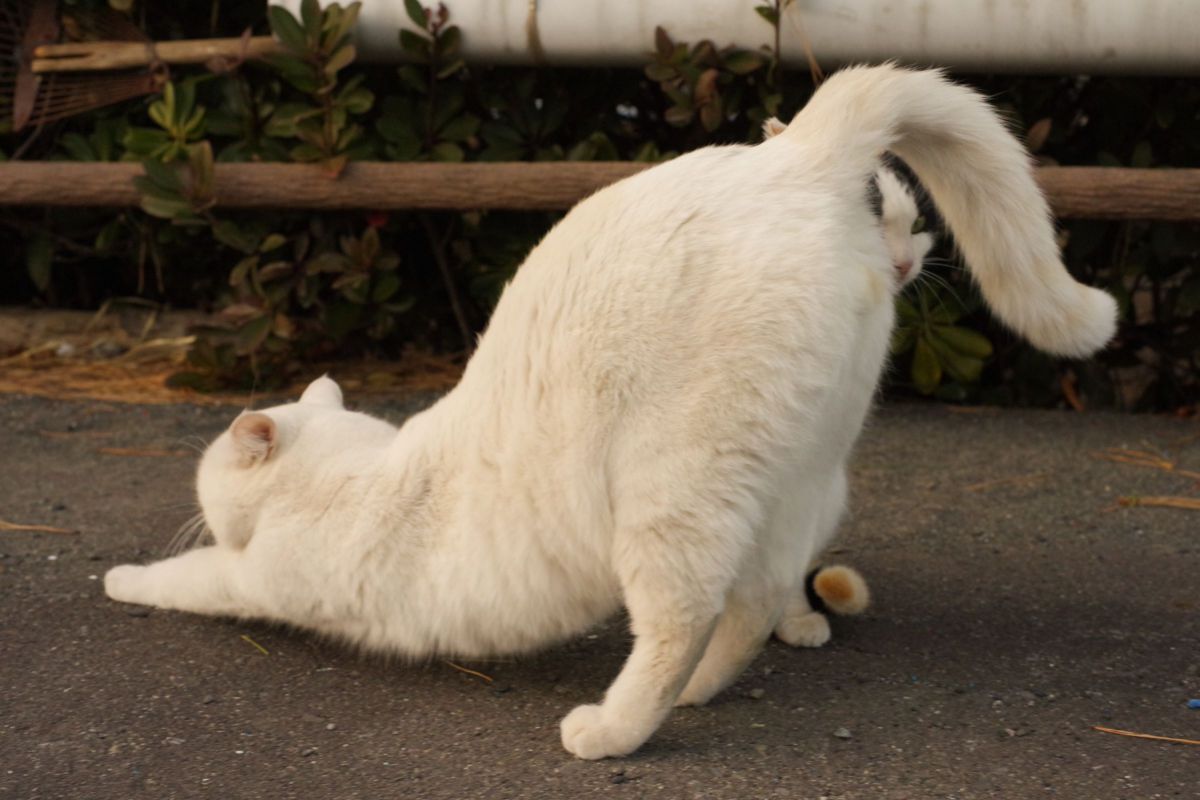 猫の後ろ姿 動物 猫 Ganref