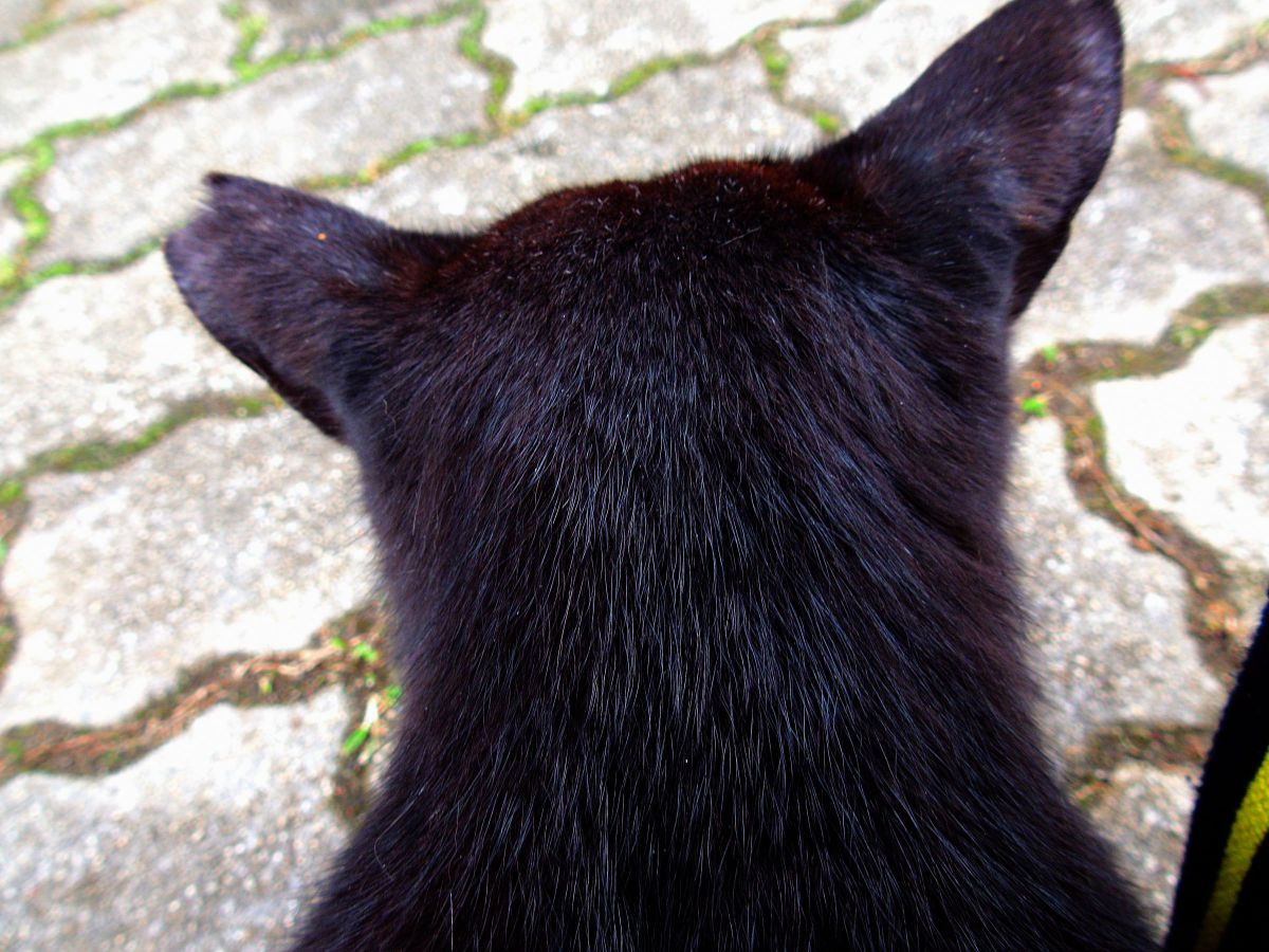 猫の後頭部 動物 猫 Ganref 猫の後頭部 動物 猫 Ganref