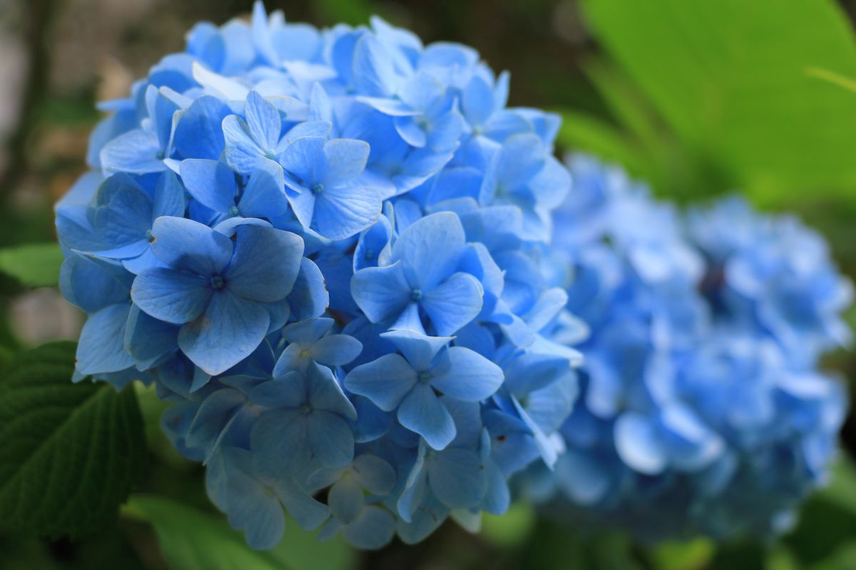 セルリアンブルー 植物 花 花びら Ganref セルリアンブルー 植物 花 花びら Ganref