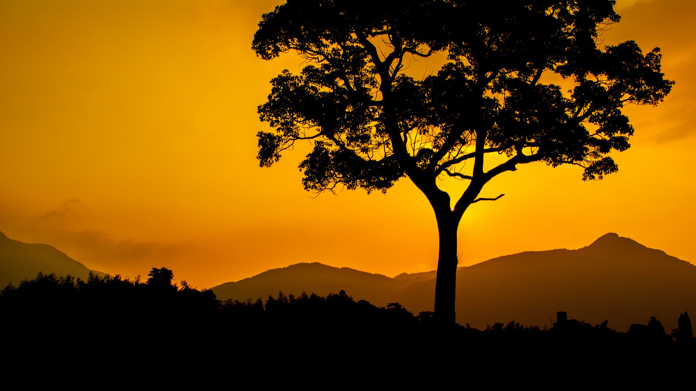 夕焼けの木 | GANREF