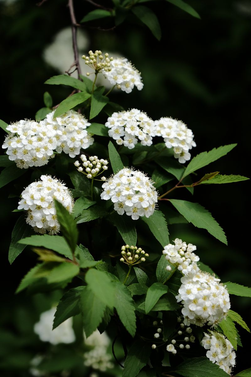 17年のコデマリさん 植物 花 花びら Ganref