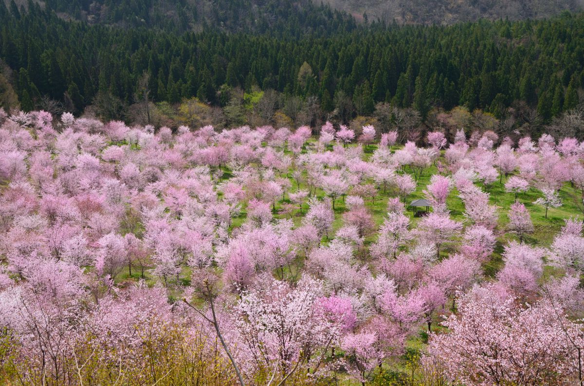 桜峠満開 植物 桜 Ganref 桜峠満開 植物 桜 Ganref