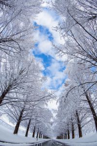 村山雨景　メタセコイア並木　染色 雨のメタセコイア並木 | いま、ここ、じぶん！
