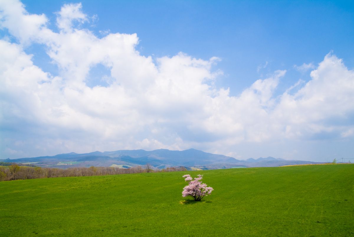 一本桜遠景 自然 風景 高原 Ganref