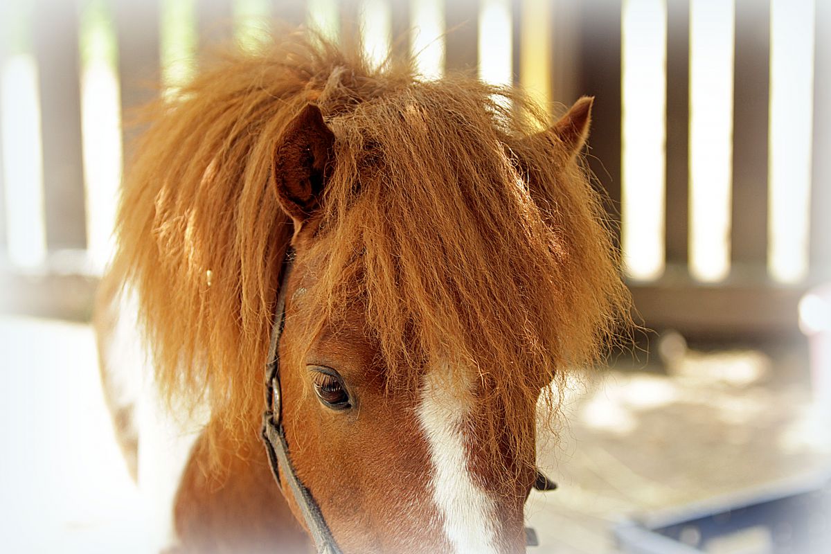 ヤマンバギャル文化を受け継ぐもの 動物 その他の陸の生物 Ganref