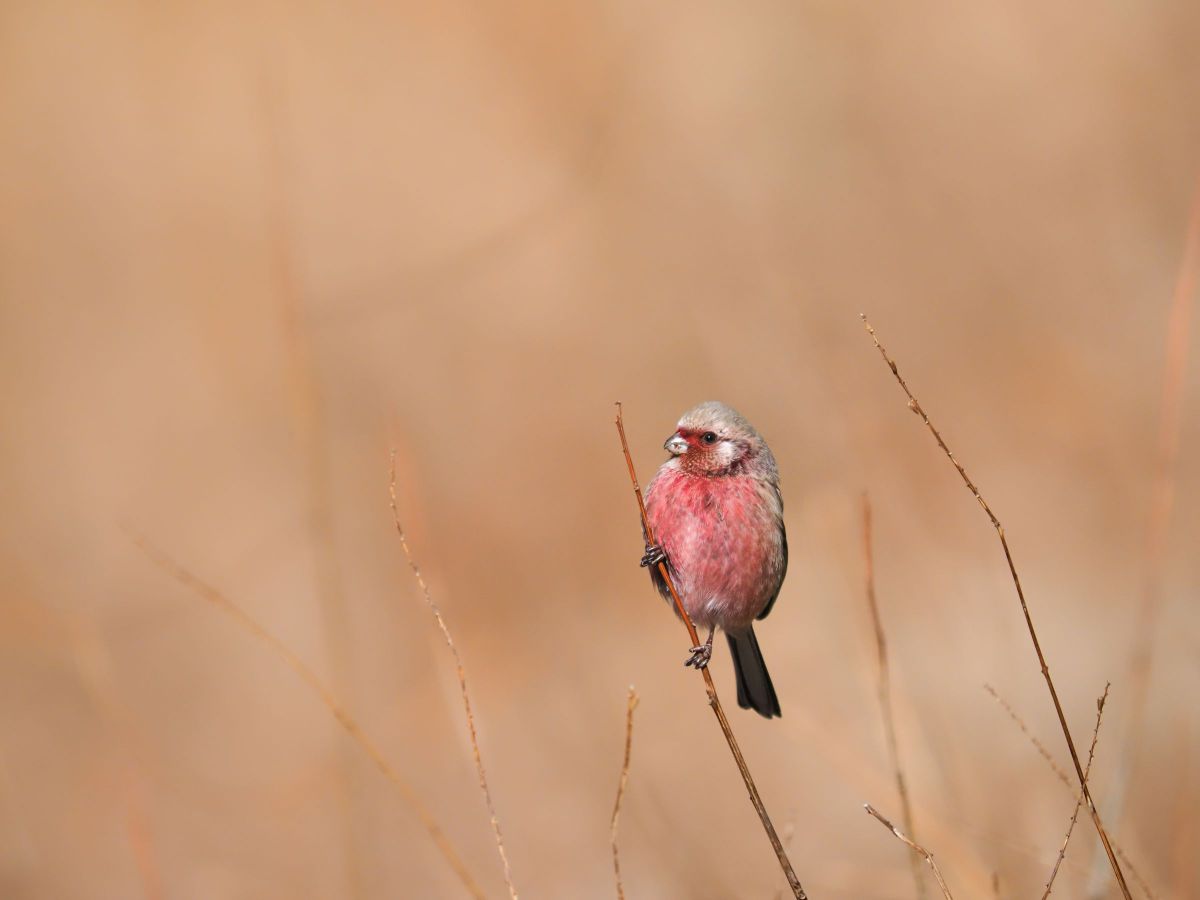 ZUIKO DIGITAL ED 300mm F2.8で撮影された写真 | 写真検索 | GANREF
