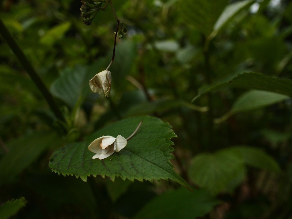 OLYMPUS PEN Lite E-PL2で撮影された写真 | 写真検索 | GANREF