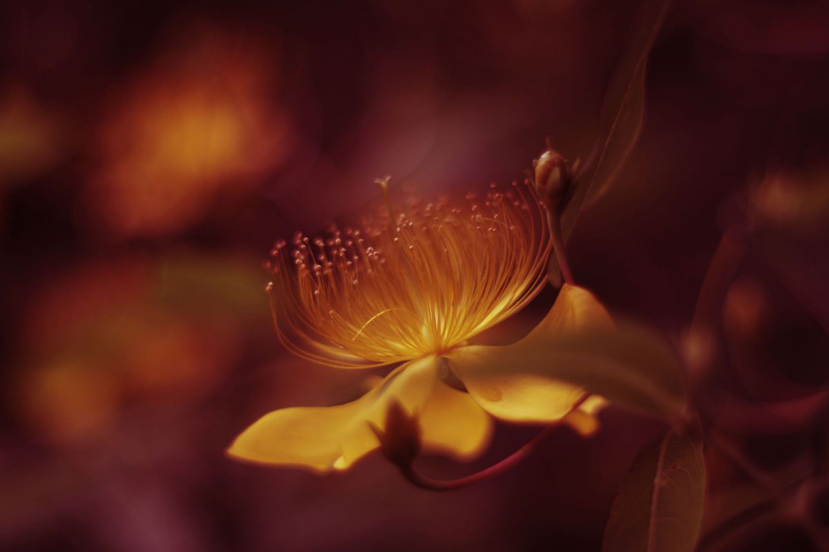 スーパータクマー50mmF1.4で撮影された写真 | 写真検索 | GANREF