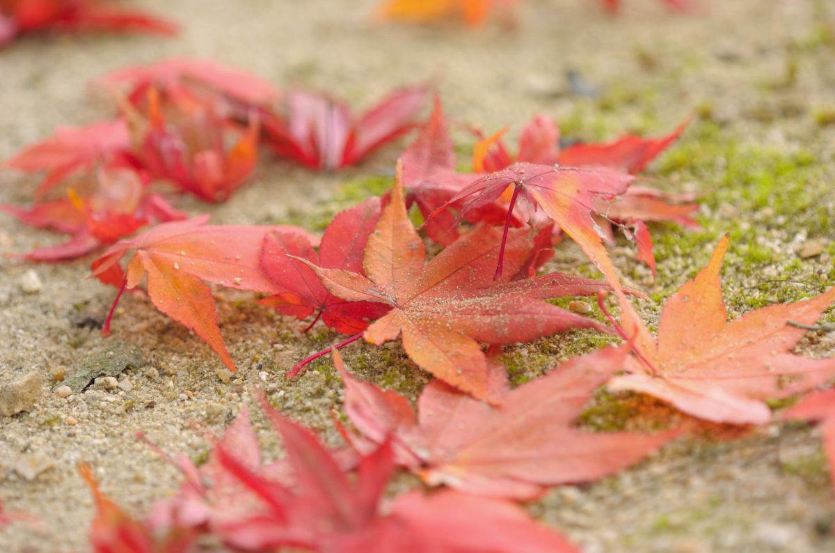 落葉 植物 紅葉 Ganref