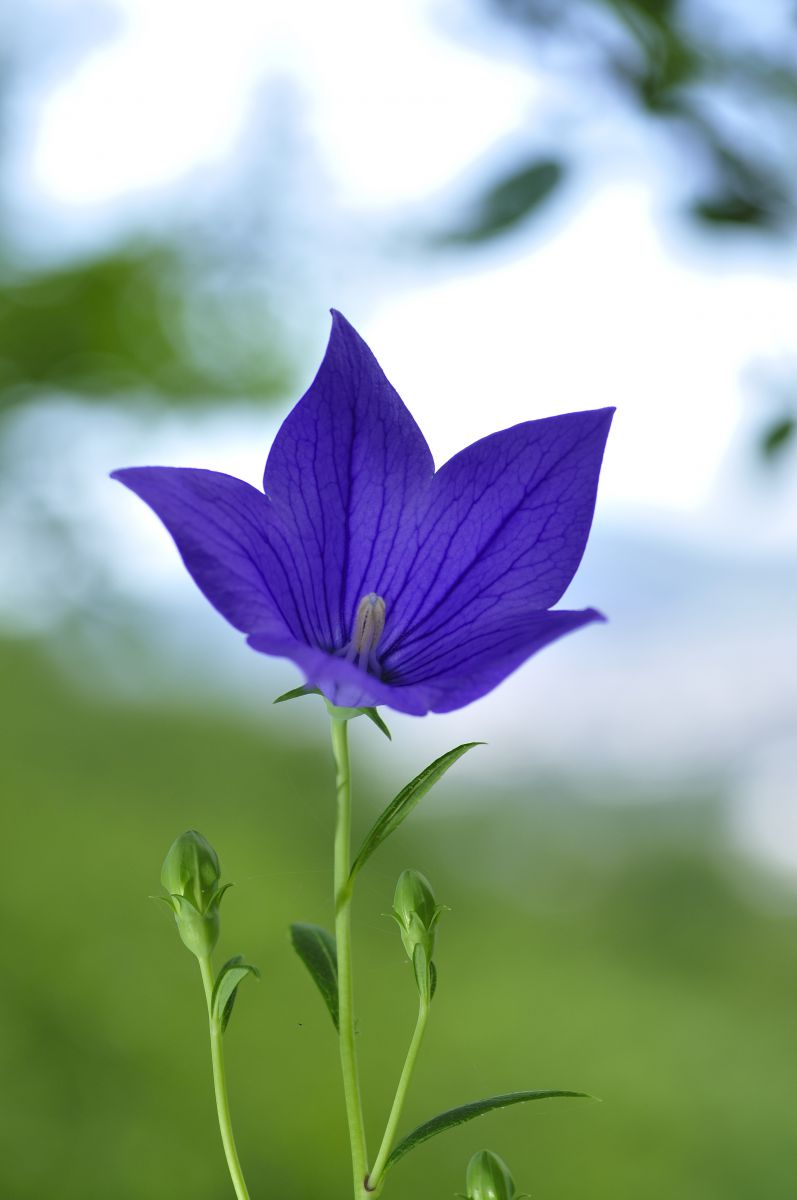 一輪 植物 花 花びら Ganref