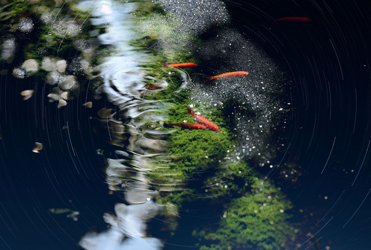 NIKKOR Z 70-200mm f/2.8 VR Sで撮影された写真 | 写真検索 | GANREF