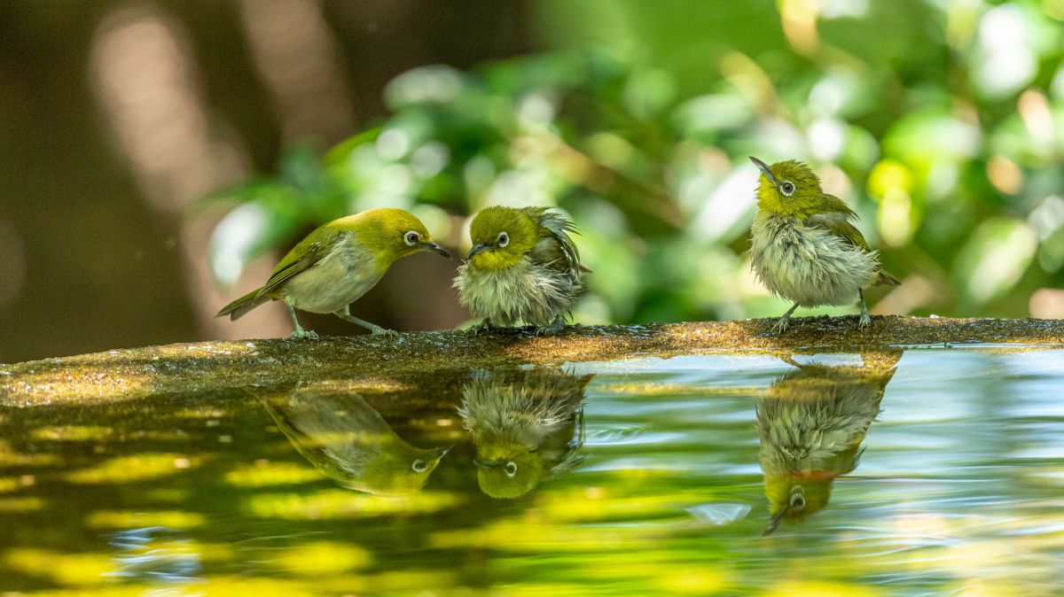 AF-S NIKKOR 500mm f/5.6E PF ED VRで撮影された写真 | 写真検索 | GANREF