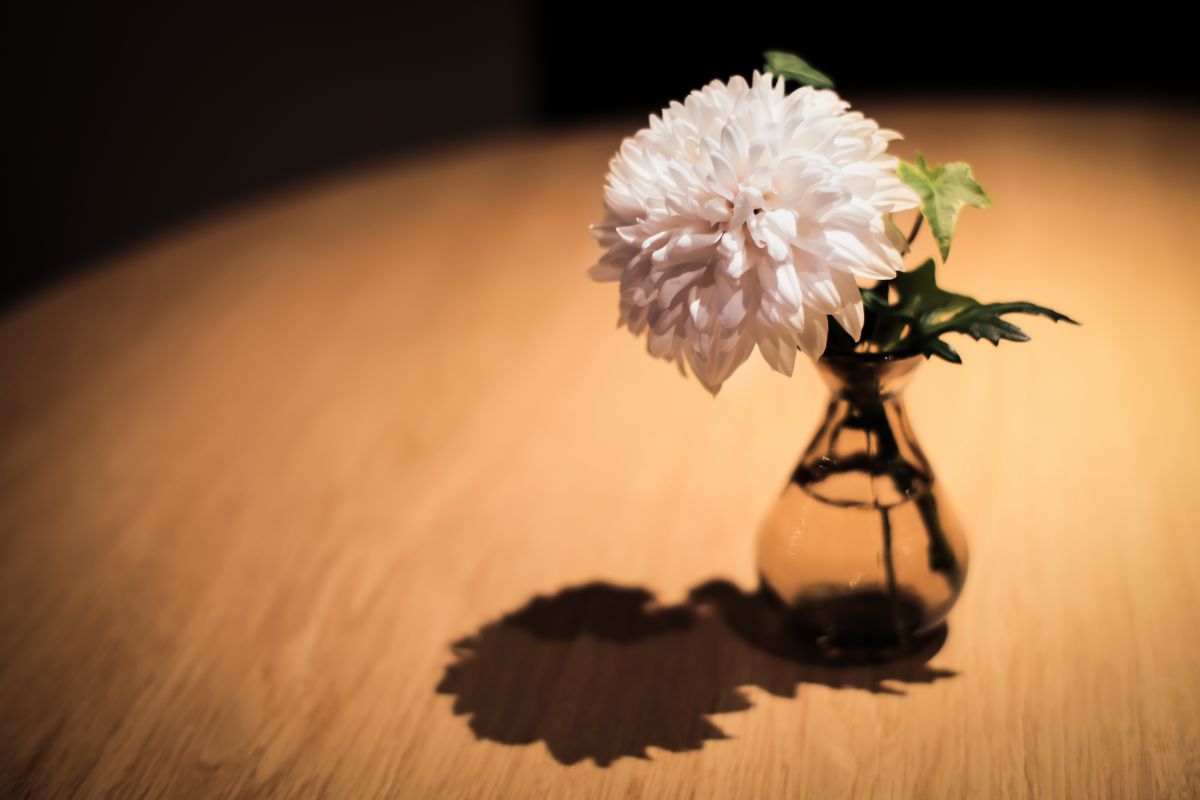 菊一輪 植物 花 花びら Ganref