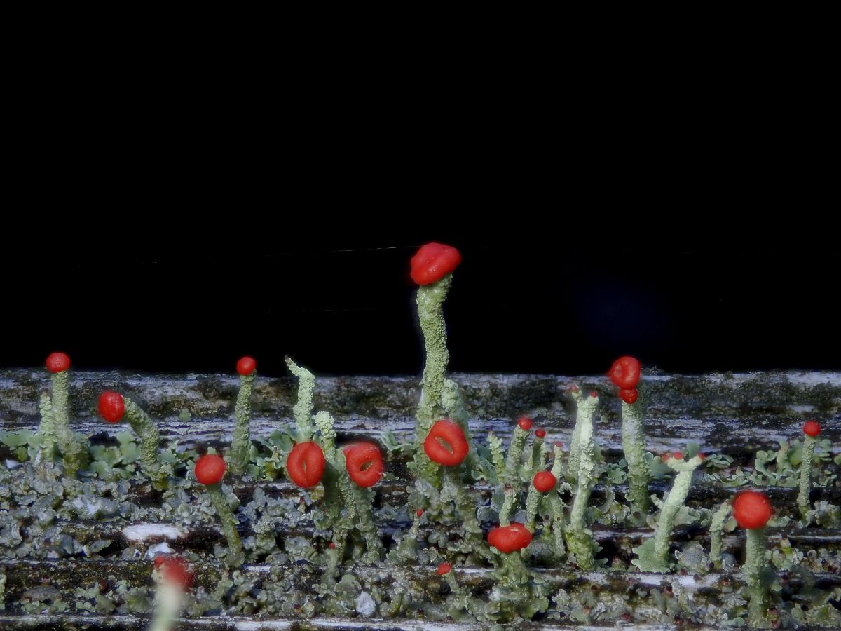 脣 植物 コケ シダ Ganref