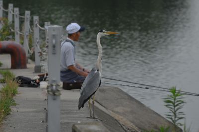 サギと釣り人 Ganref