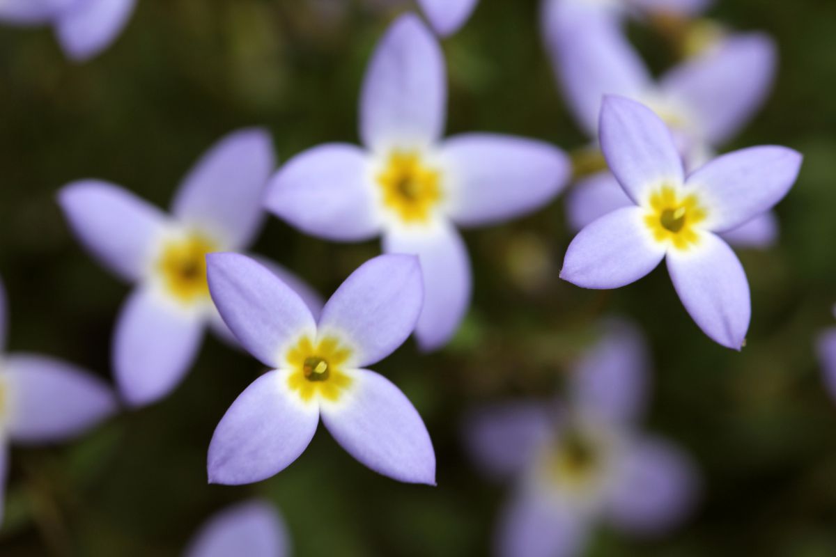 ヒナソウ 植物 花 花びら Ganref