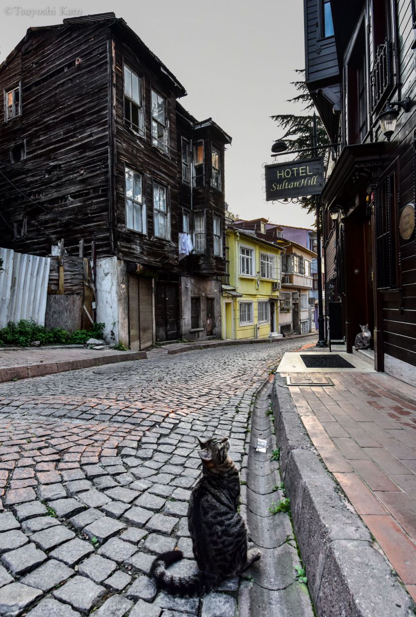 路地裏の猫 街並み 建物 街並み Ganref