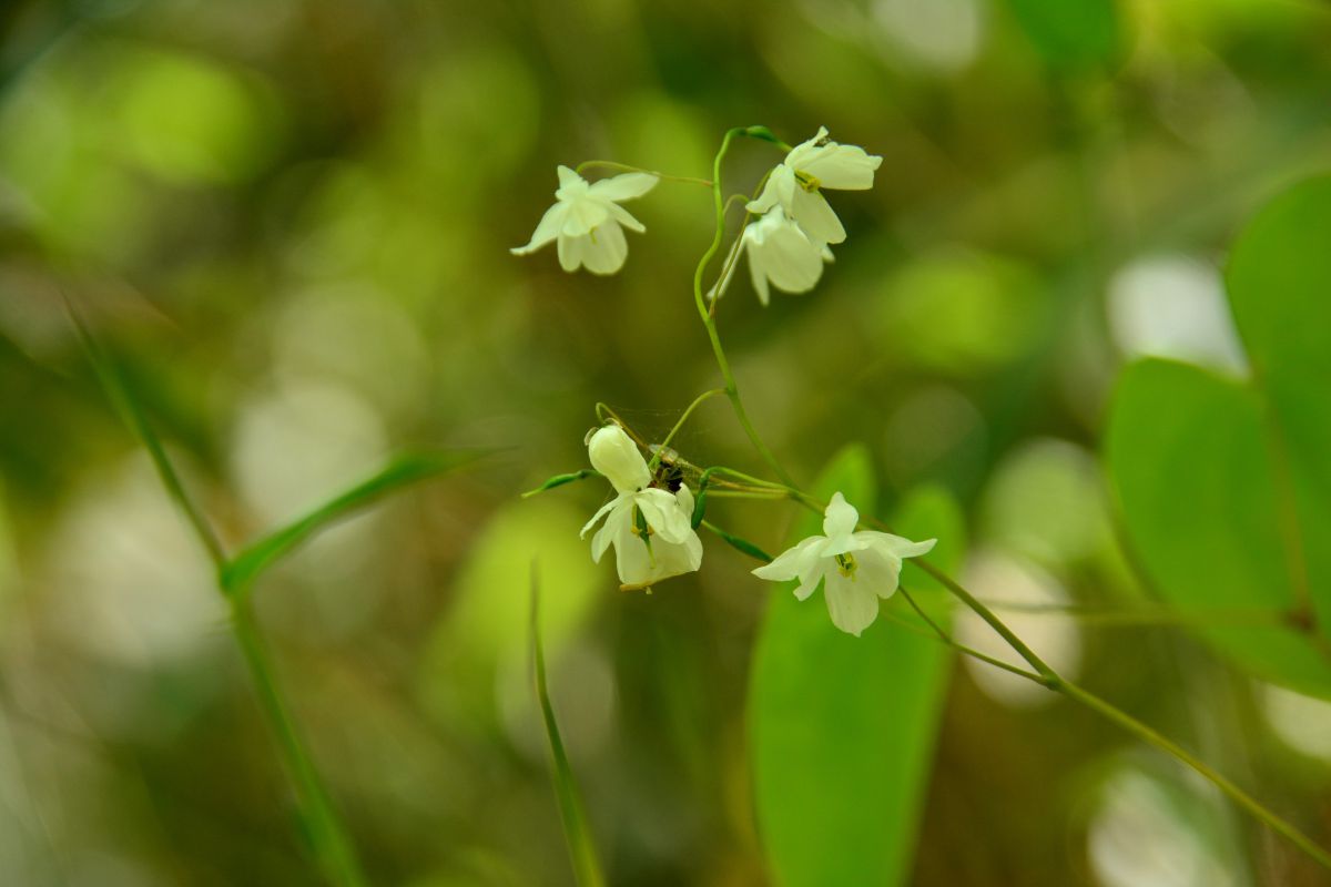 帝釈峡の花 揺れながら オオバイカイカリソウ 植物 花 花びら Ganref