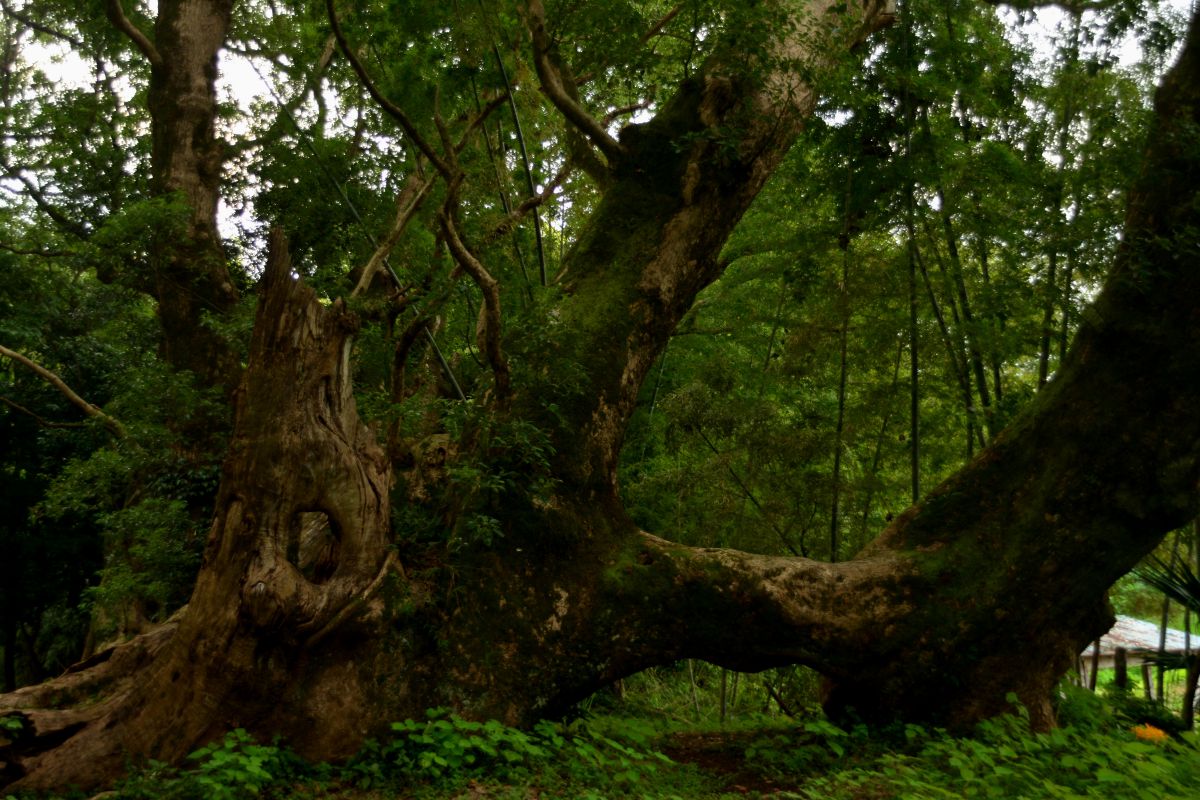 精霊の森 自然 風景 森林 Ganref