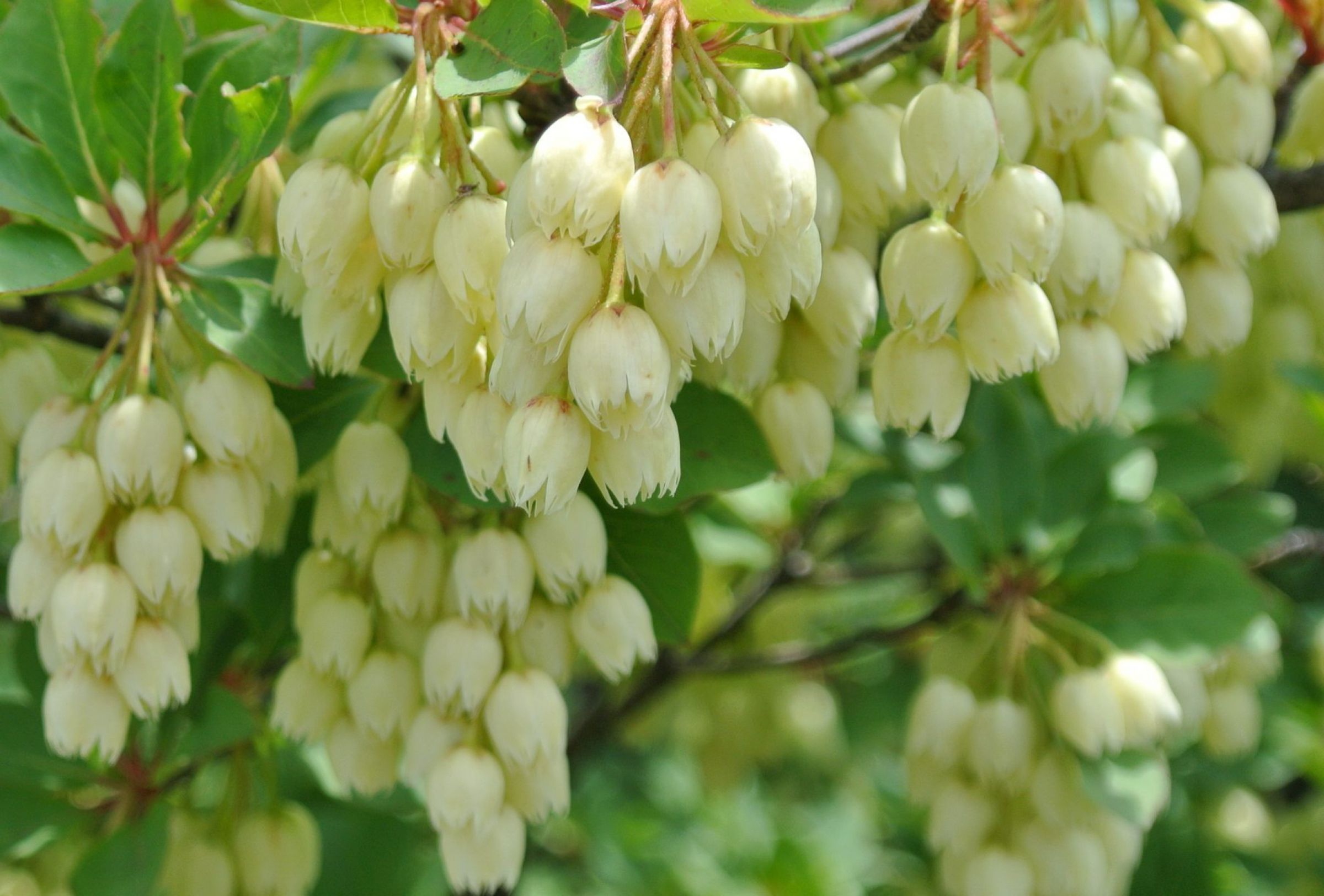 久住の花 ツクシドウダンツツジ | GANREF