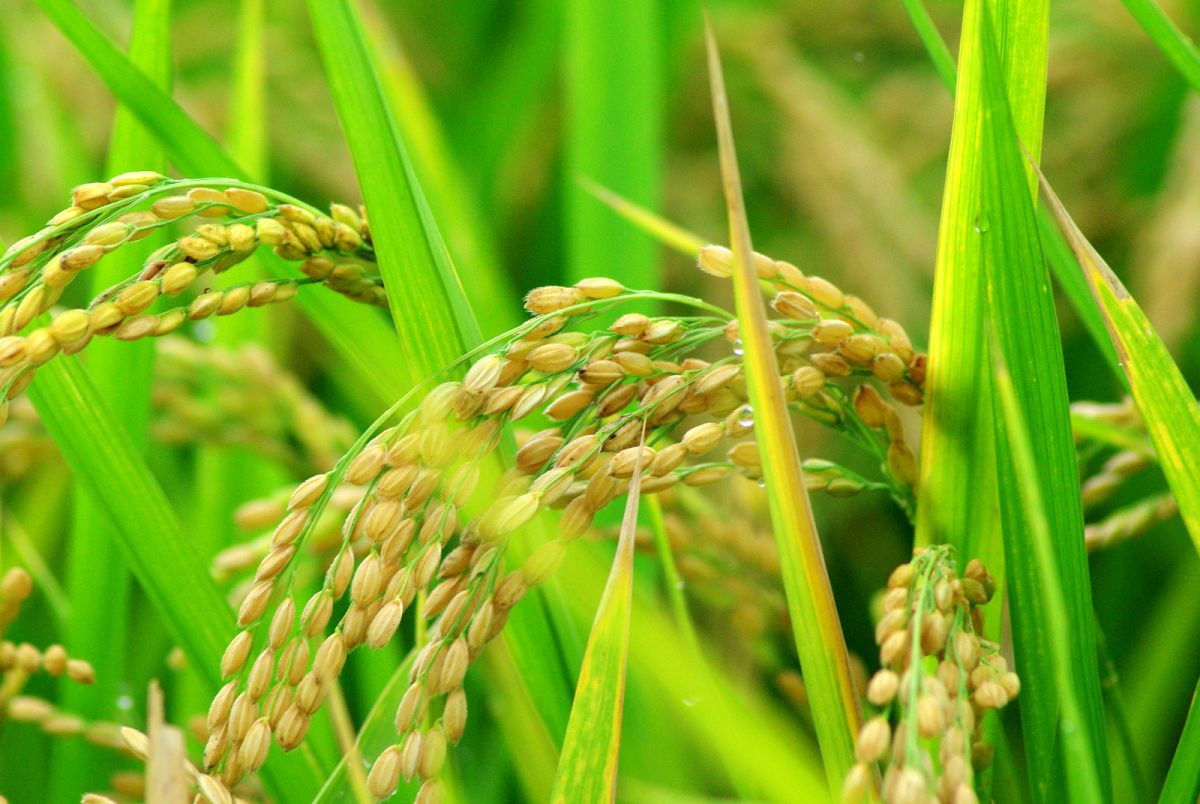 首をもたげてきた 植物 その他 Ganref 首をもたげてきた 植物 その他 Ganref