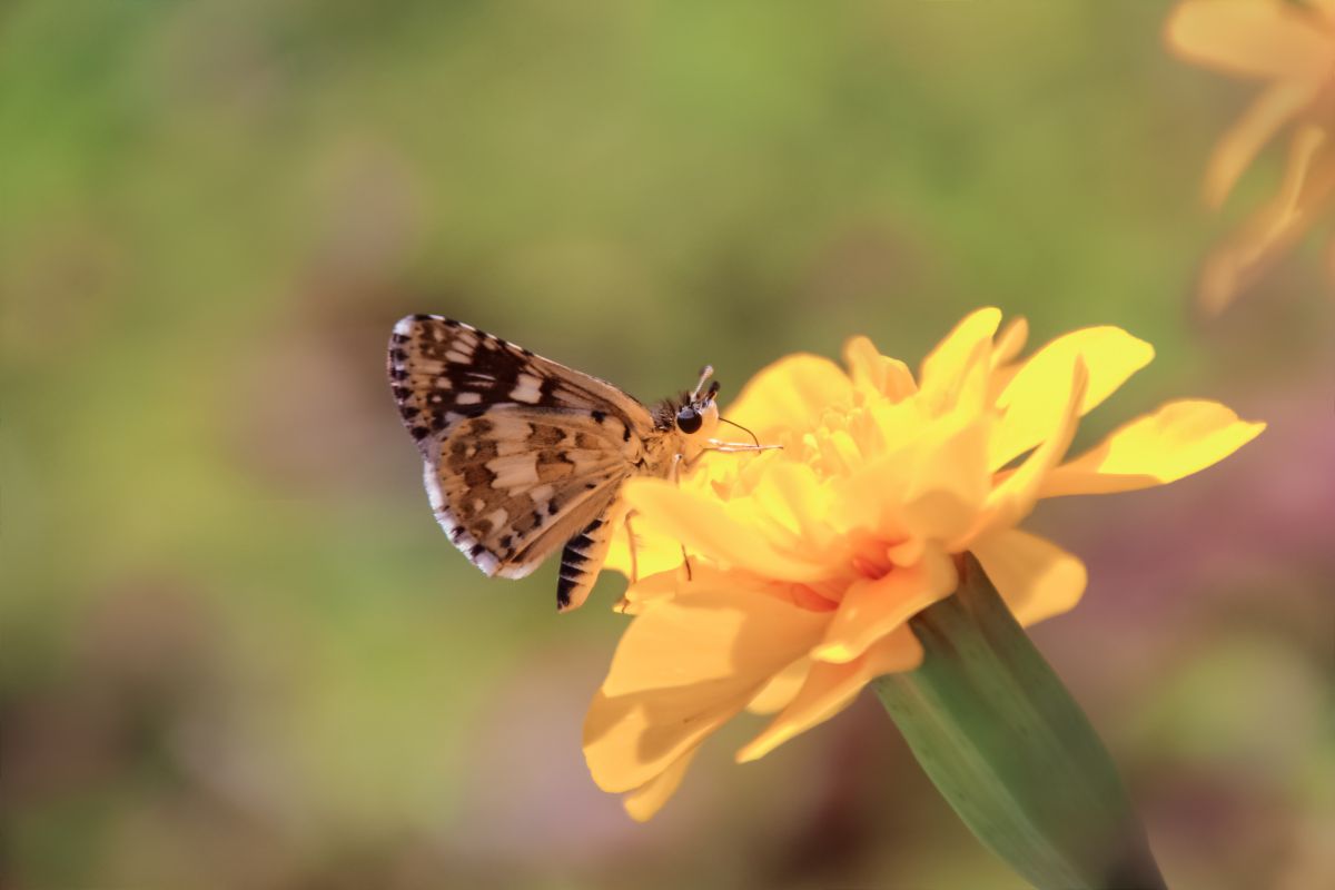 珍しいセセリ蝶ちゃん 動物 虫 昆虫 Ganref