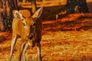 赤い鹿 MDAwMDAzNzA2NA_MC40MTQ1MDYwMCA