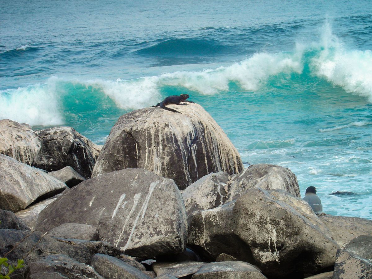 ガラパゴス 海を独り占め 動物 爬虫類 両生類 Ganref