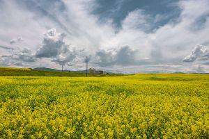 夏咲く菜の花 | GANREF