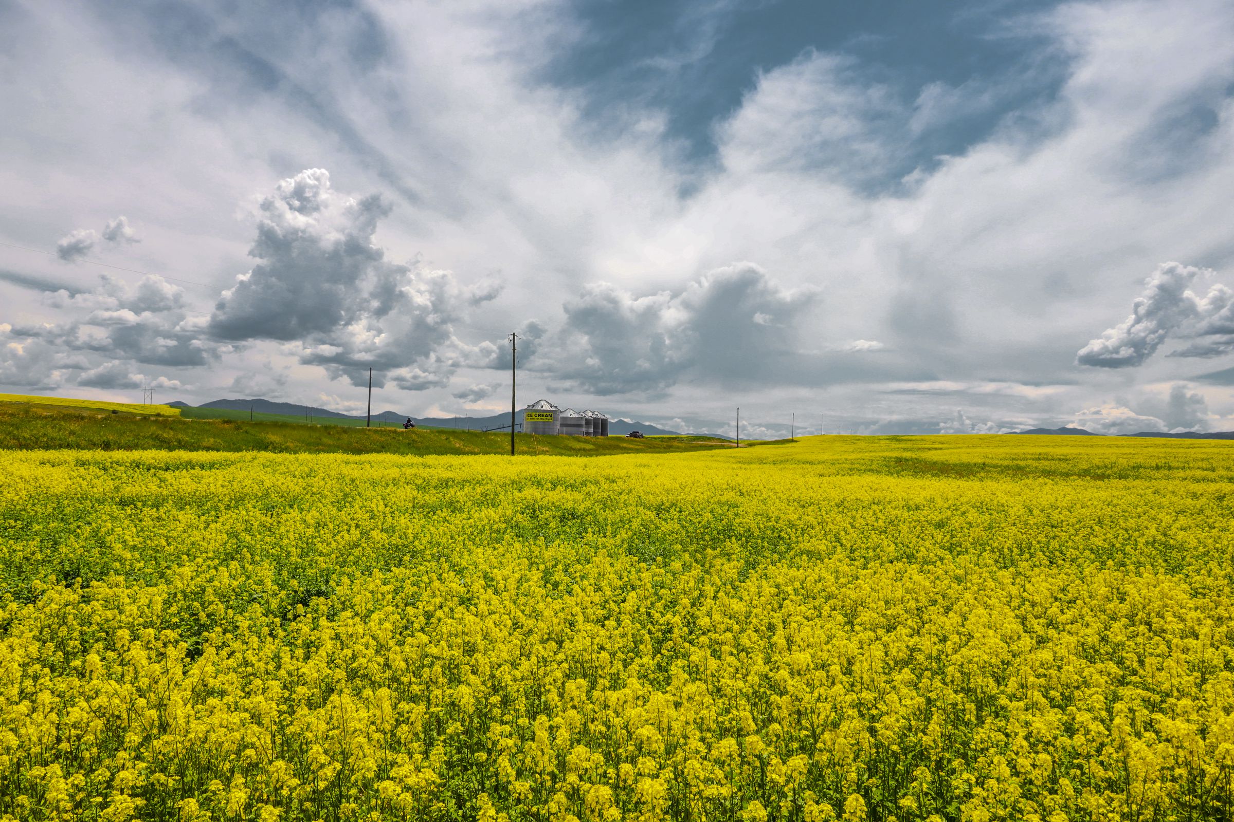 夏咲く菜の花 | GANREF