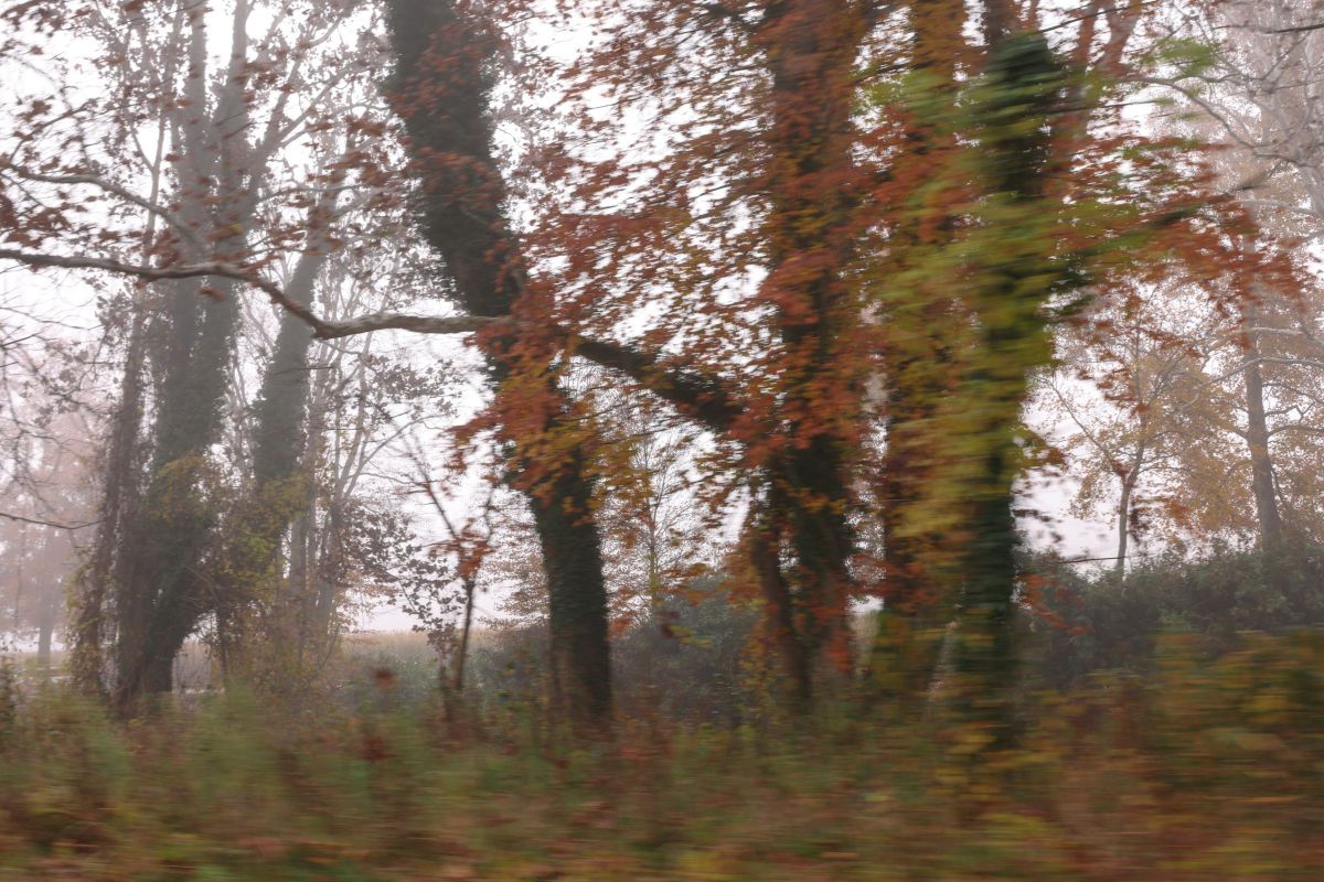 朝霧紅葉 朝霧を纏った紅葉 | GANREF