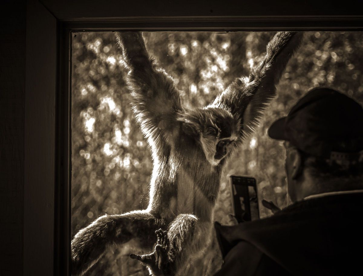 お猿とおっちゃんの会話 動物 その他の陸の生物 Ganref