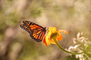 花に囲まれたオオカバマダラ ヴィンテージ ステンドグラス 花と蝶々 c2c81e7dab45caf013ac993aaf803f